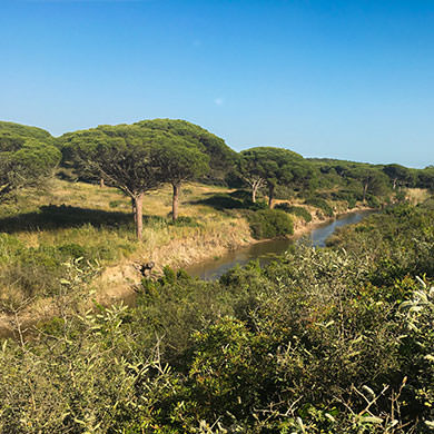 Conil - Campo