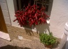 Villa Alma